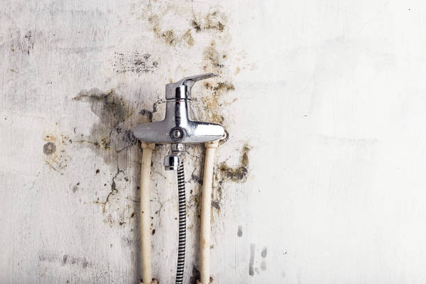 Best Home Mold Removal  in Woodbine, IA