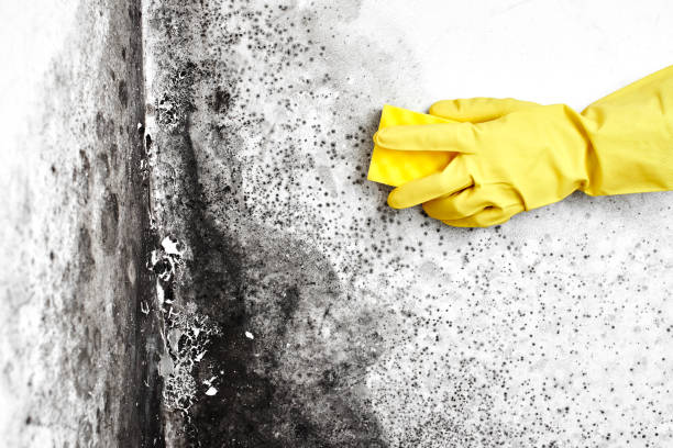 Best Mold Remediation  in Woodbine, IA
