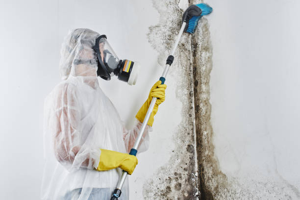 Best Certified Mold Removal  in Woodbine, IA