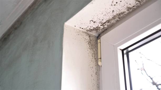 Best Same-Day Mold Removal  in Woodbine, IA