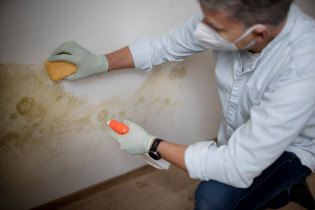 Best Residential Mold Removal  in Woodbine, IA