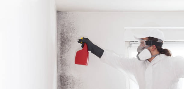 Best Professional Mold Removal  in Woodbine, IA