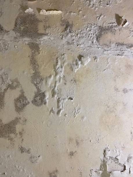 Best Best Mold Removal Companies  in Woodbine, IA