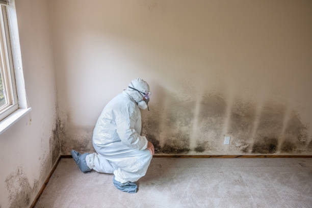 Best Office Mold Removal Services  in Woodbine, IA