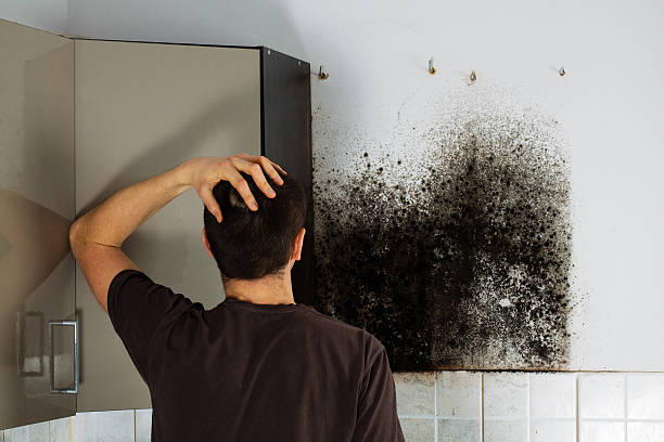 Best Water Damage Restoration  in Woodbine, IA