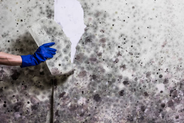 Best Affordable Mold Removal  in Woodbine, IA